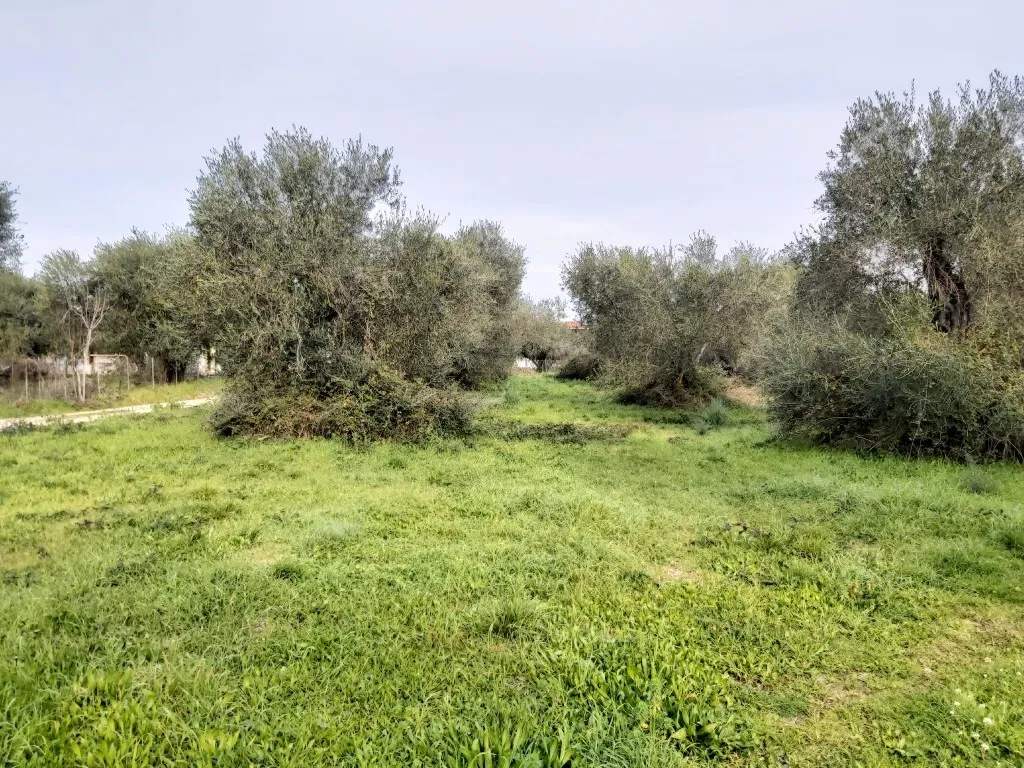 οικόπεδο προς πώληση 2307 τ.μ Κέρκυρα Νομός Κέρκυρας