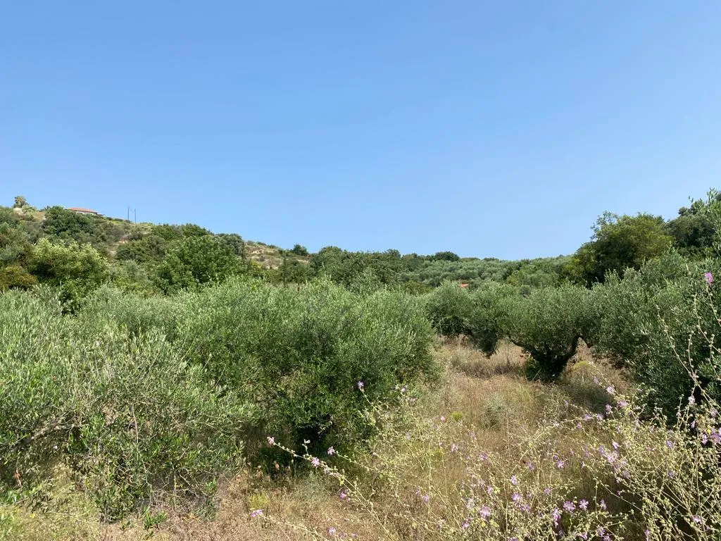 οικόπεδο προς πώληση 3092 τ.μ Βάμος Νομός Χανίων