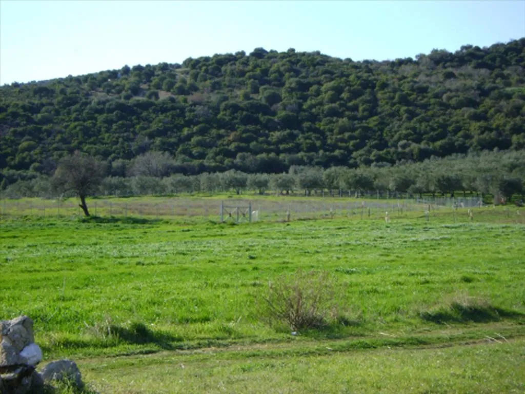 οικόπεδο προς πώληση 6000 τ.μ Αριστοτέλης Χαλκιδική