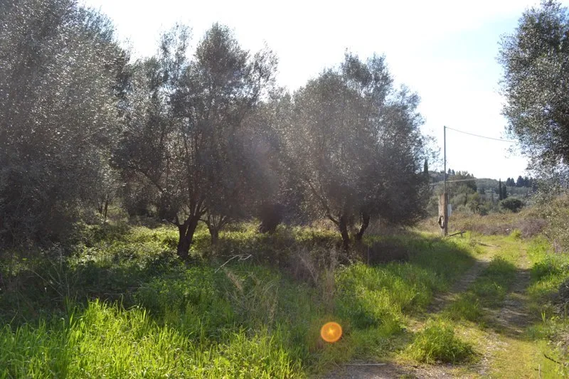 οικόπεδο προς πώληση 24000 τ.μ Κέρκυρα Νομός Κέρκυρας