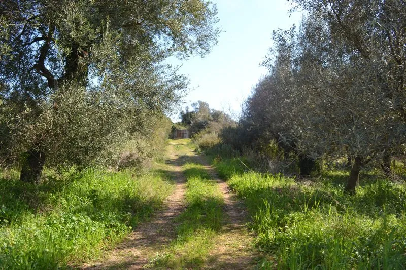οικόπεδο προς πώληση 24000 τ.μ Κέρκυρα Νομός Κέρκυρας