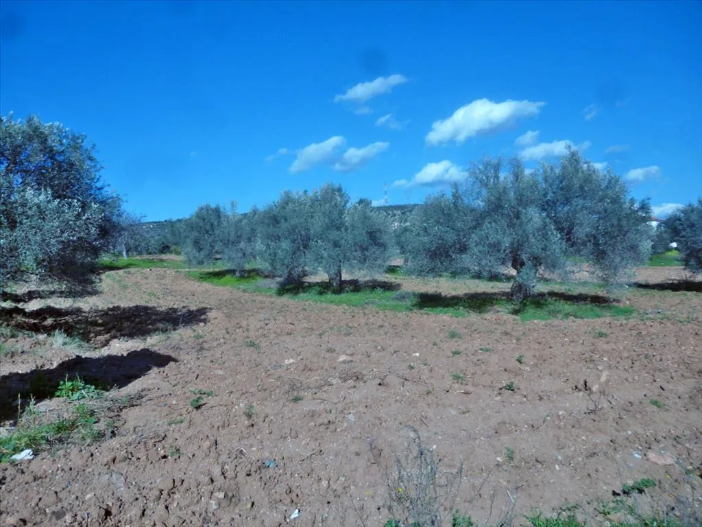 οικόπεδο προς πώληση 3500 τ.μ Χαλκίδα Εύβοια
