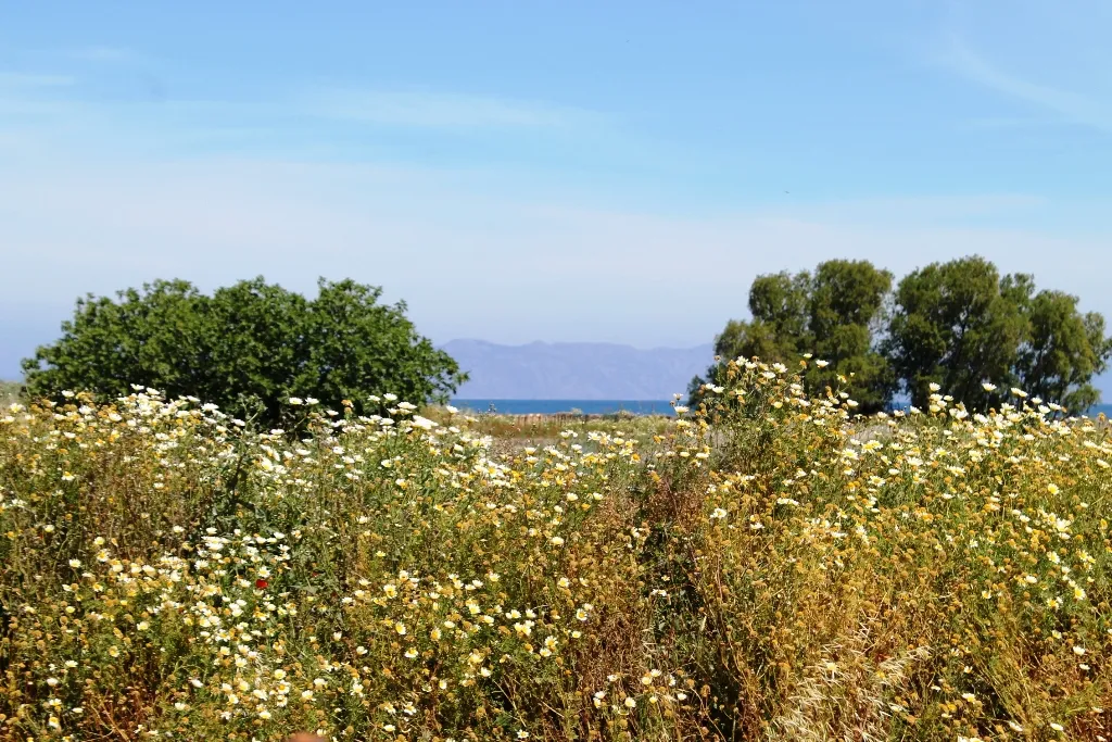 οικόπεδο προς πώληση 18755 τ.μ Ρόδος Δωδεκάνησα