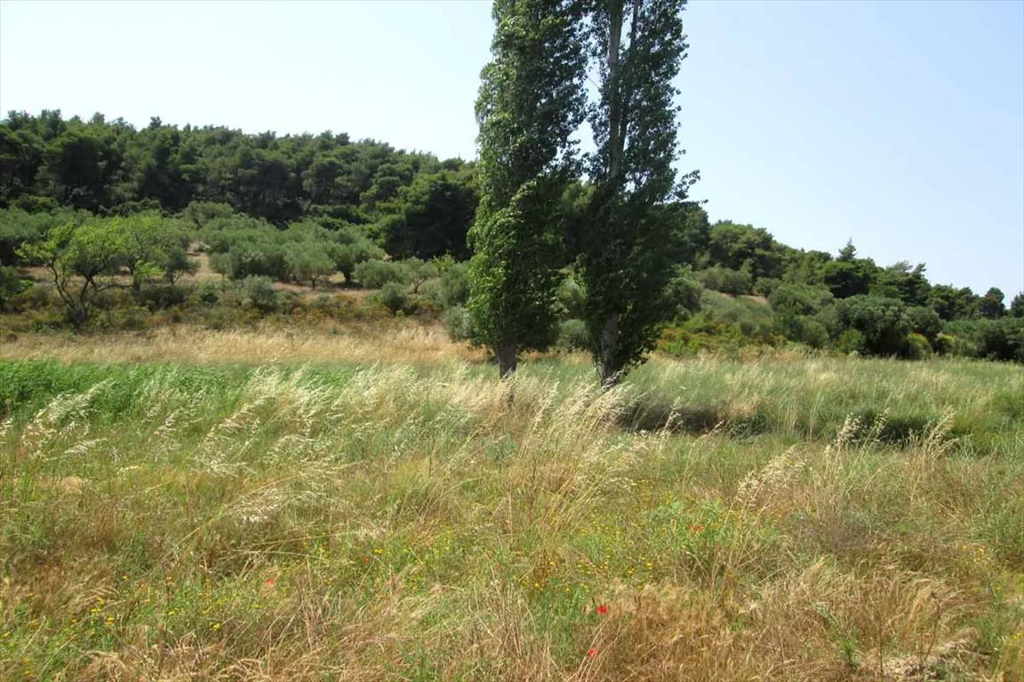 οικόπεδο προς πώληση 6533 τ.μ Σιθωνία Χαλκιδική