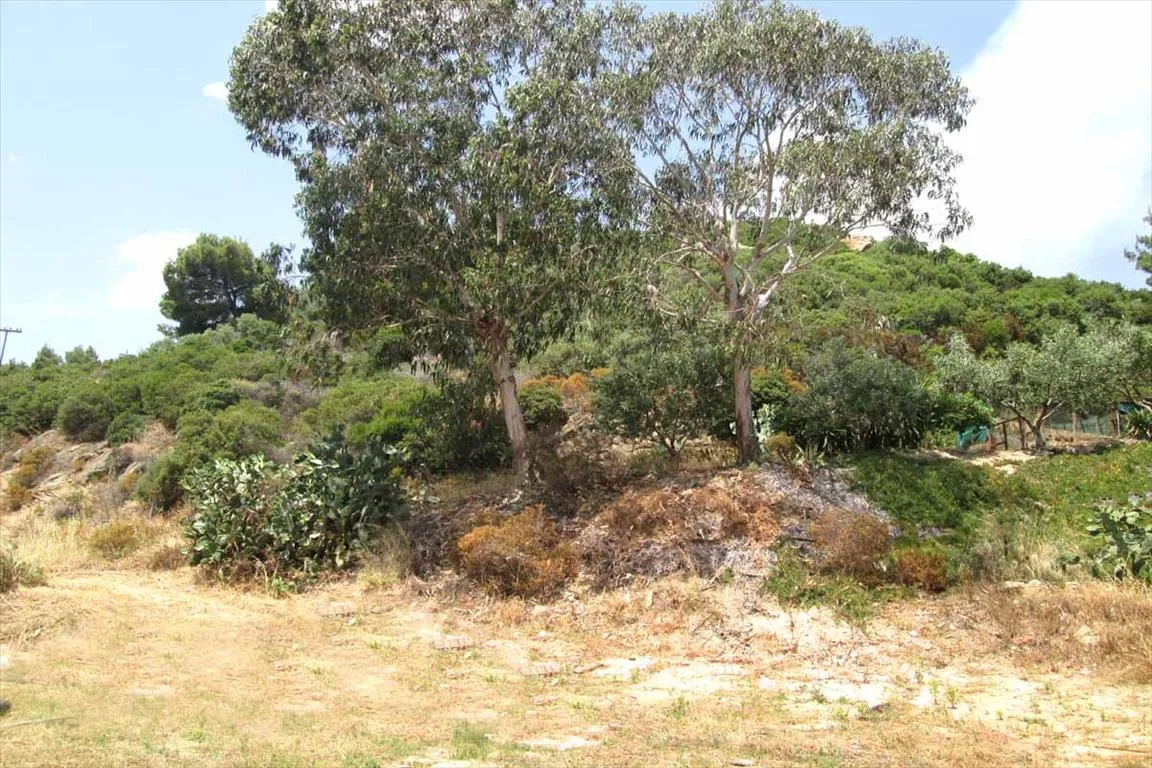 οικόπεδο προς πώληση 10500 τ.μ Αριστοτέλης Χαλκιδική