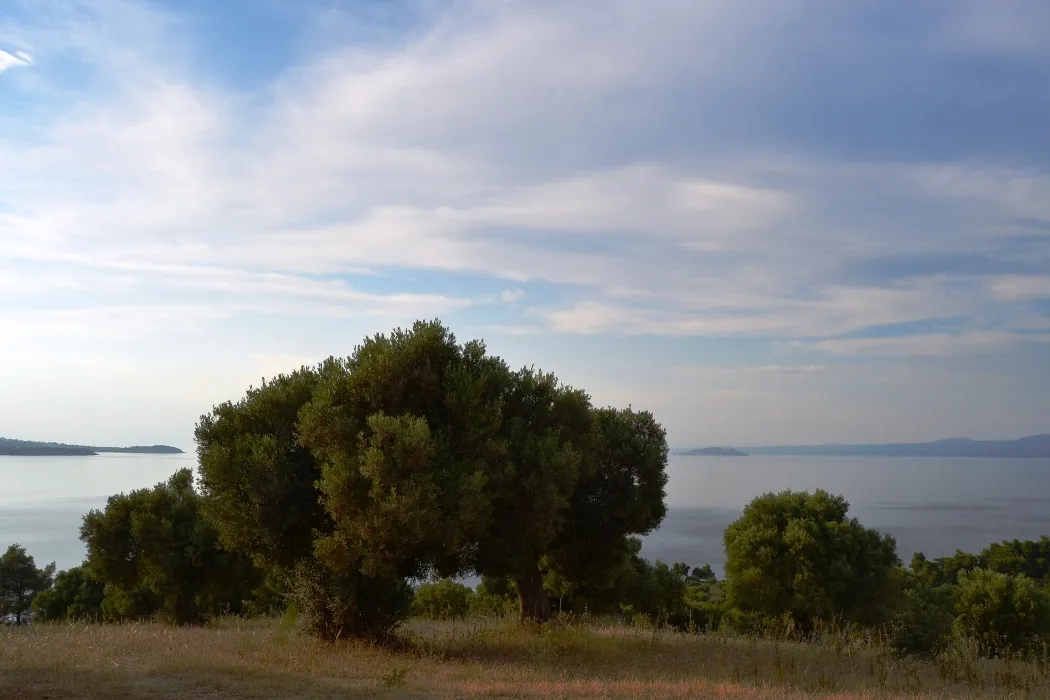 οικόπεδο προς πώληση 19000 τ.μ Κασσάνδρα Χαλκιδική