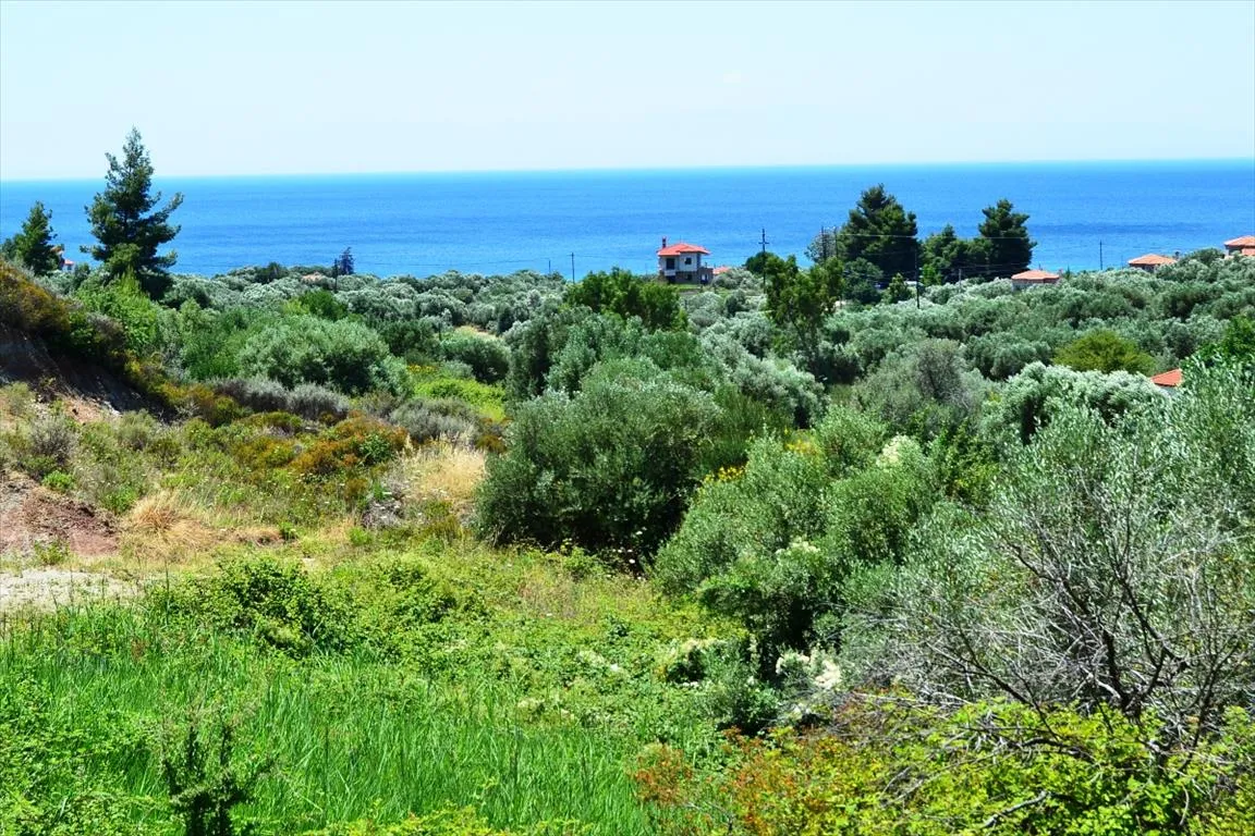 οικόπεδο προς πώληση 8000 τ.μ Κασσάνδρα Χαλκιδική
