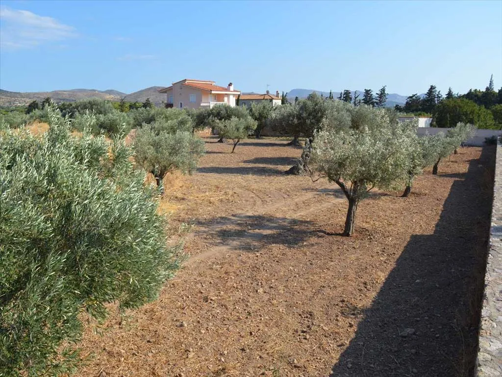 οικόπεδο προς πώληση 3000 τ.μ Ανάβυσσος Υπόλοιπη Αττικής