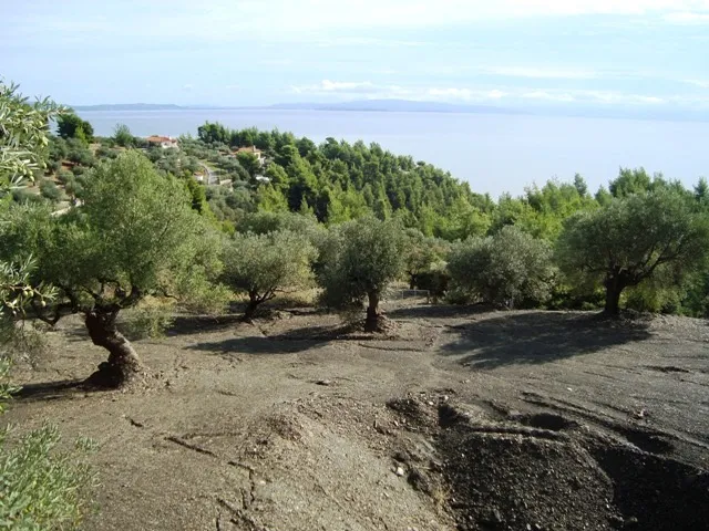 οικόπεδο προς πώληση 1000 τ.μ Σιθωνία Χαλκιδική