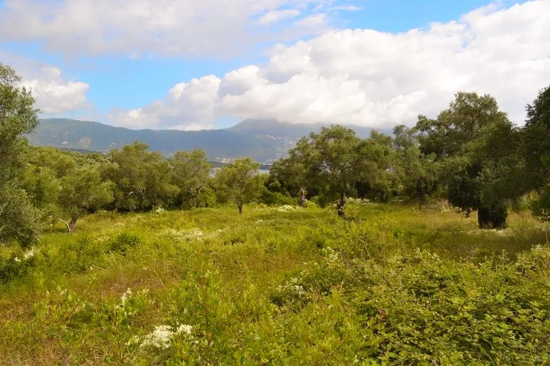 οικόπεδο προς πώληση 5500 τ.μ Κέρκυρα Νομός Κέρκυρας