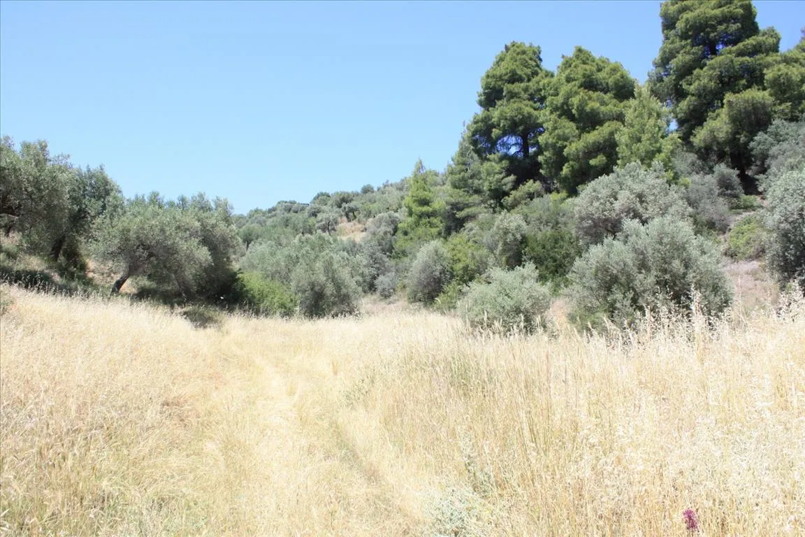 οικόπεδο προς πώληση 2000 τ.μ Σιθωνία Χαλκιδική