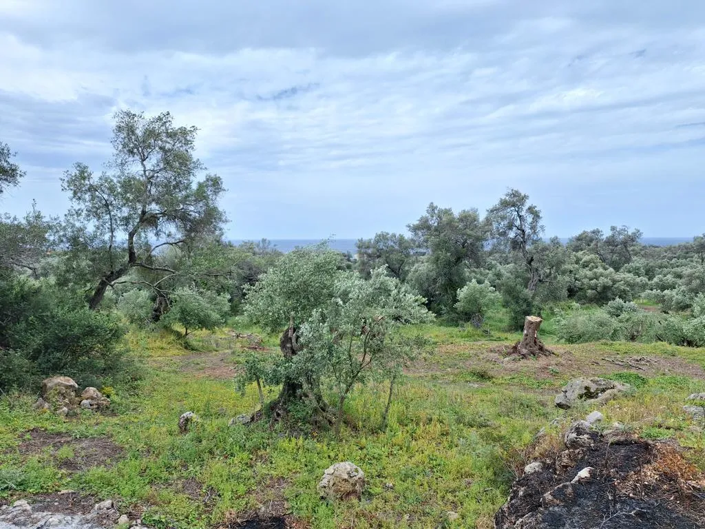 οικόπεδο προς πώληση 7000 τ.μ Κέρκυρα Νομός Κέρκυρας