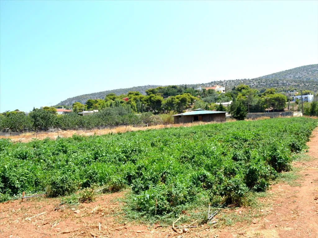 οικόπεδο προς πώληση 4000 τ.μ Κορωπί Ανατολικά Αθήνας