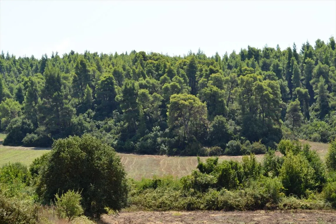 οικόπεδο προς πώληση 4200 τ.μ Κασσάνδρα Χαλκιδική