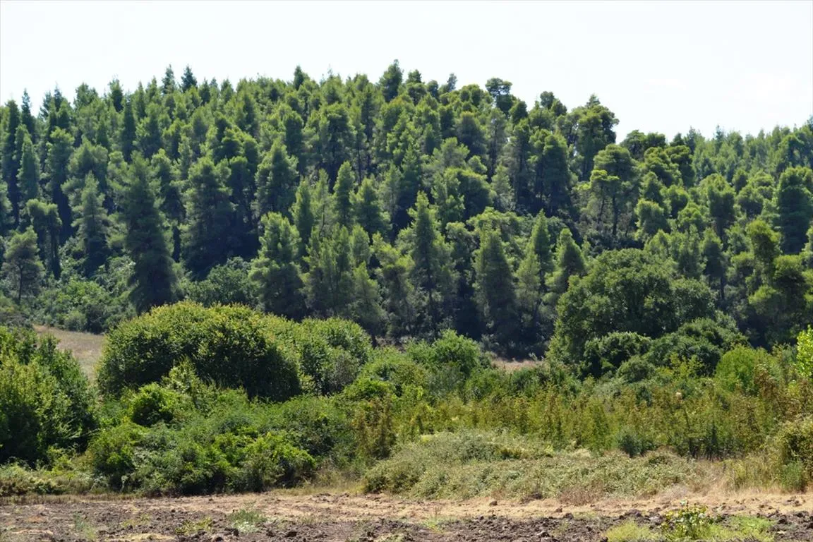 οικόπεδο προς πώληση 4200 τ.μ Κασσάνδρα Χαλκιδική