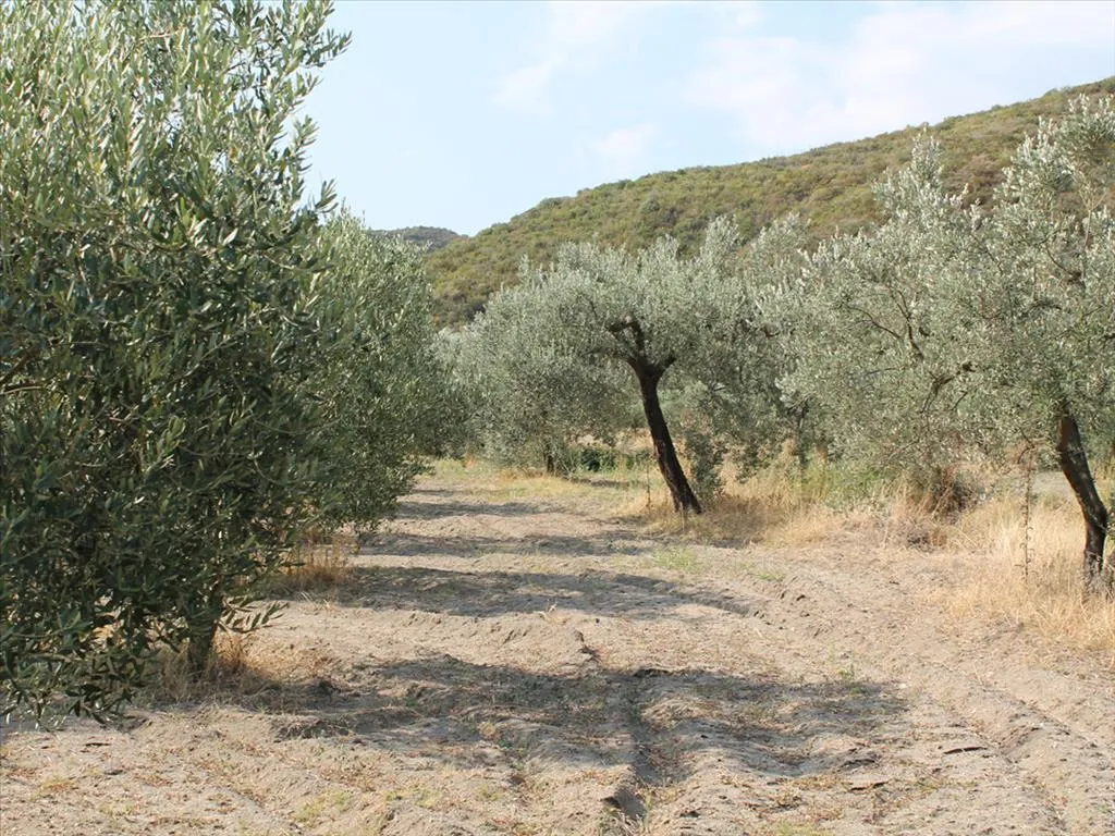 οικόπεδο προς πώληση 6000 τ.μ Κασσάνδρα Χαλκιδική