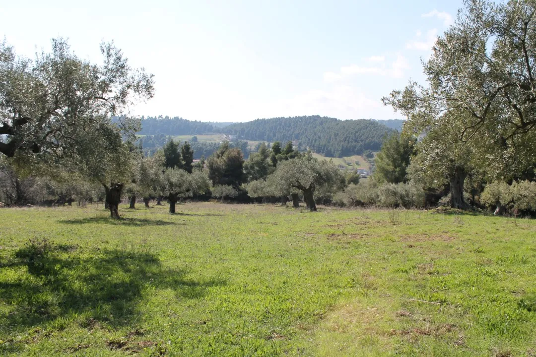 οικόπεδο προς πώληση 6400 τ.μ Κασσάνδρα Χαλκιδική