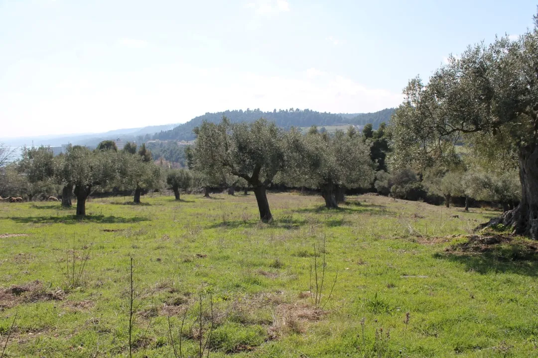 οικόπεδο προς πώληση 6400 τ.μ Κασσάνδρα Χαλκιδική