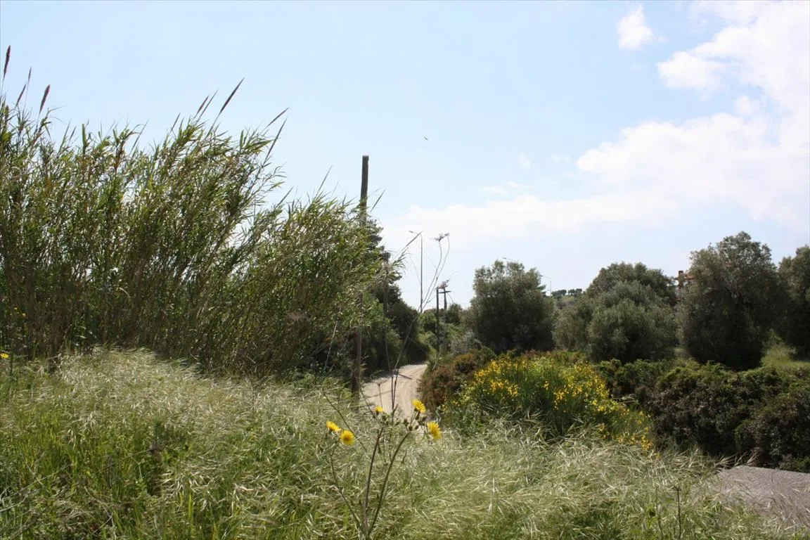 οικόπεδο προς πώληση 4700 τ.μ Κασσάνδρα Χαλκιδική