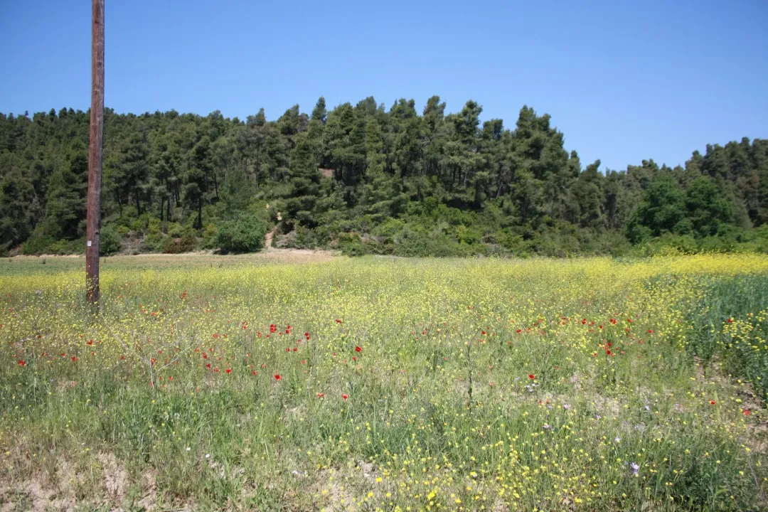 οικόπεδο προς πώληση 18000 τ.μ Κασσάνδρα Χαλκιδική