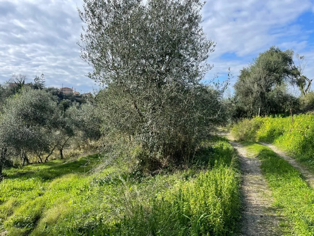 οικόπεδο προς πώληση 7754 τ.μ Κέρκυρα Νομός Κέρκυρας