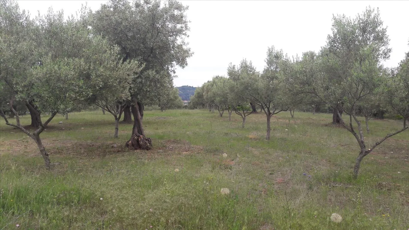 οικόπεδο προς πώληση 4002 τ.μ Σιθωνία Χαλκιδική