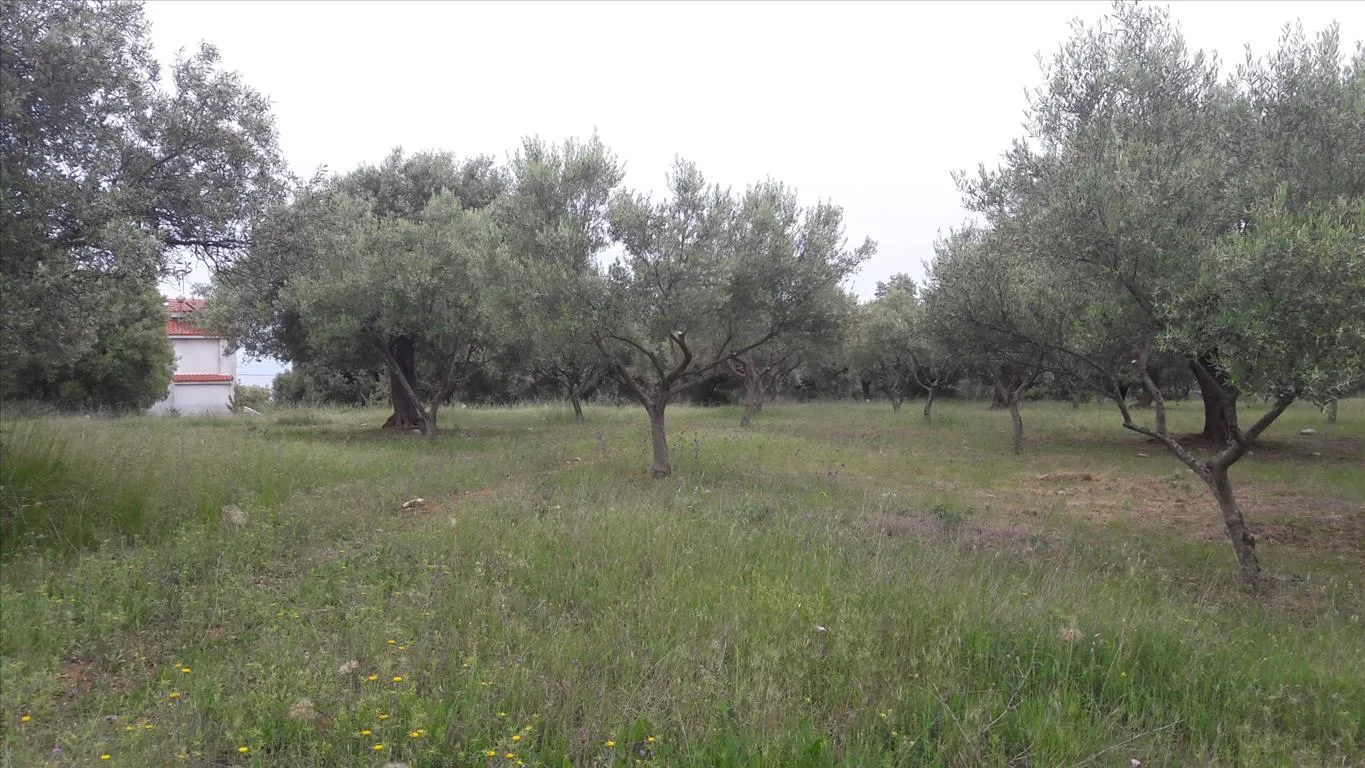 οικόπεδο προς πώληση 4002 τ.μ Σιθωνία Χαλκιδική