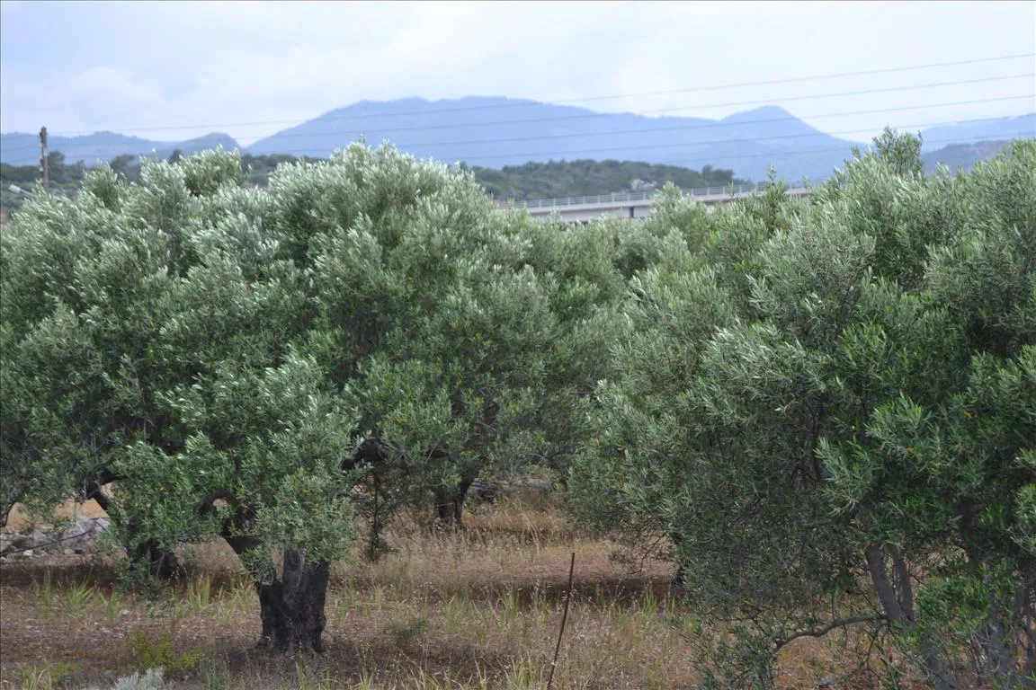 οικόπεδο προς πώληση 4070 τ.μ Άγιος Νικόλαος Νομός Λασιθίου