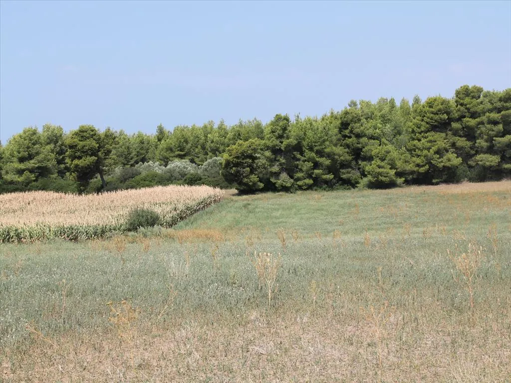 οικόπεδο προς πώληση 36000 τ.μ Κασσάνδρα Χαλκιδική