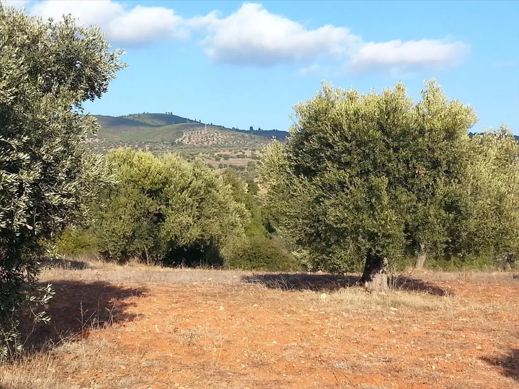 οικόπεδο προς πώληση 5066 τ.μ Σιθωνία Χαλκιδική