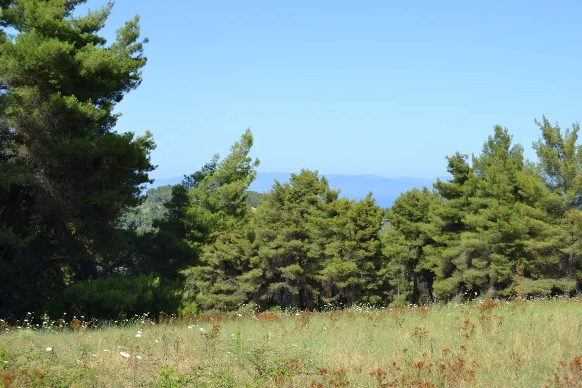 οικόπεδο προς πώληση 10000 τ.μ Κασσάνδρα Χαλκιδική