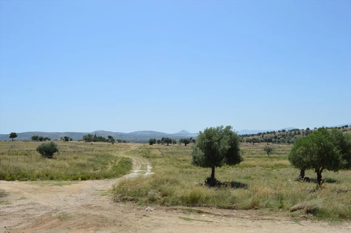 οικόπεδο προς πώληση 1015 τ.μ Σπάτα Ανατολικά Αθήνας