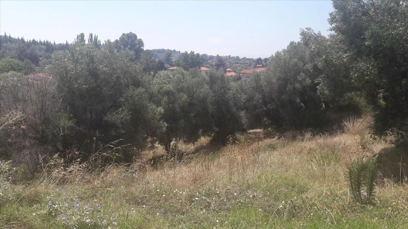 οικόπεδο προς πώληση 6662 τ.μ Σιθωνία Χαλκιδική