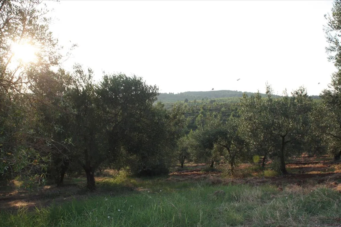 οικόπεδο προς πώληση 4625 τ.μ Πολύγυρος Χαλκιδική