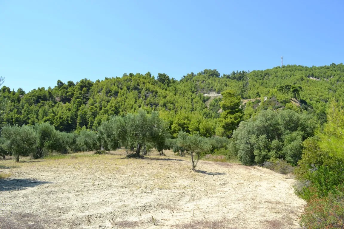 οικόπεδο προς πώληση 31000 τ.μ Κασσάνδρα Χαλκιδική