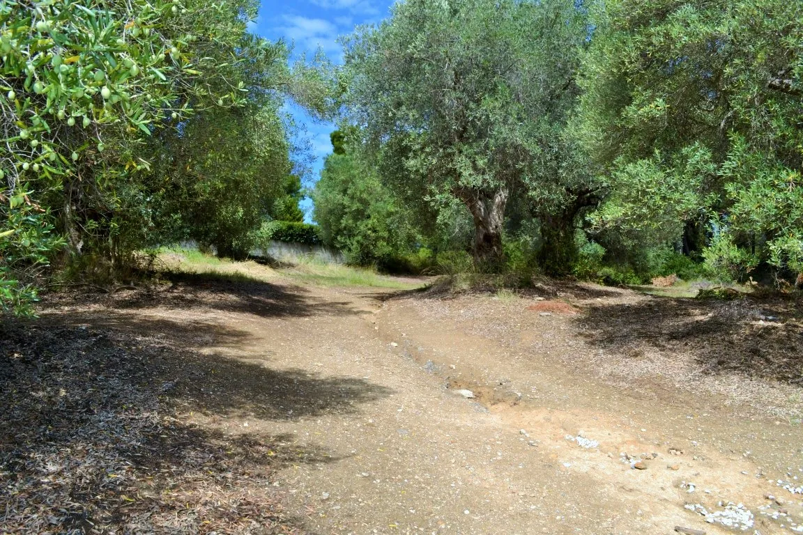 οικόπεδο προς πώληση 10000 τ.μ Κασσάνδρα Χαλκιδική