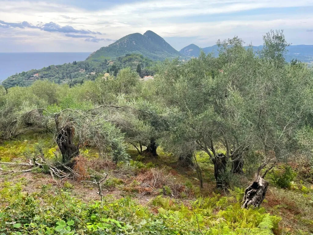 οικόπεδο προς πώληση 1202 τ.μ Κέρκυρα Νομός Κέρκυρας