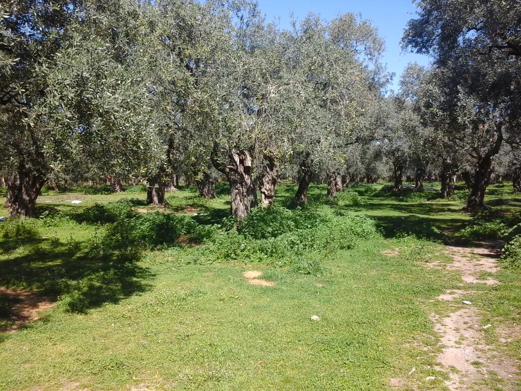οικόπεδο προς πώληση 10500 τ.μ Θάσος Νομός Καβάλας
