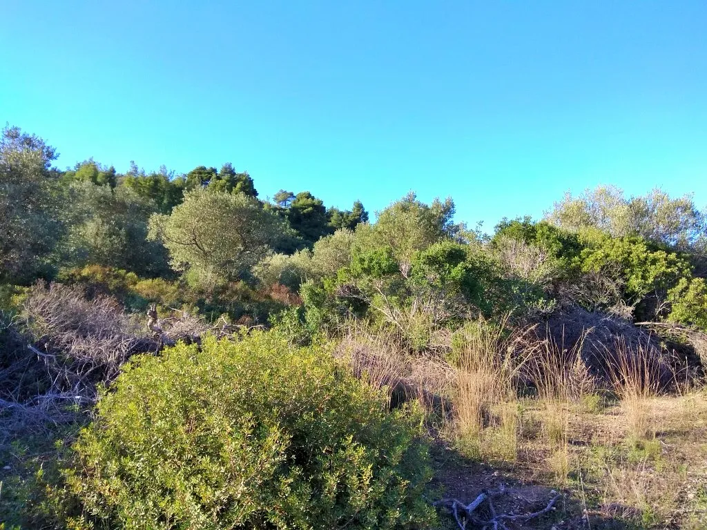 οικόπεδο προς πώληση 36000 τ.μ Σιθωνία Χαλκιδική
