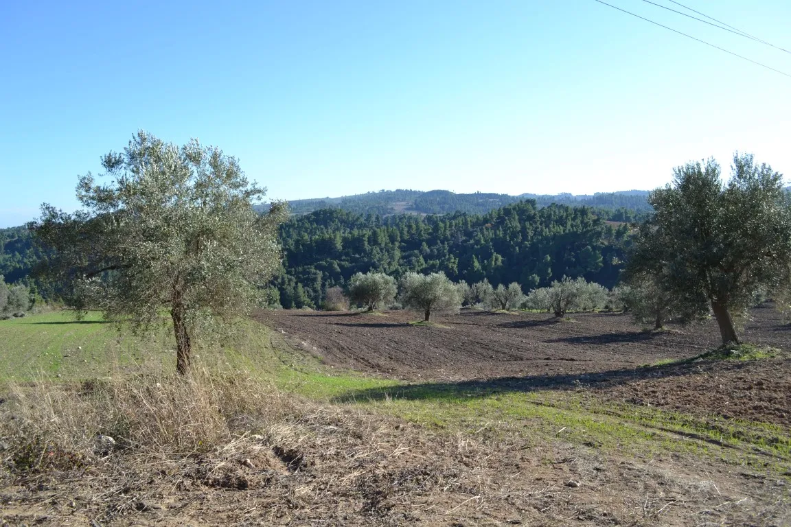 οικόπεδο προς πώληση 11738 τ.μ Κασσάνδρα Χαλκιδική