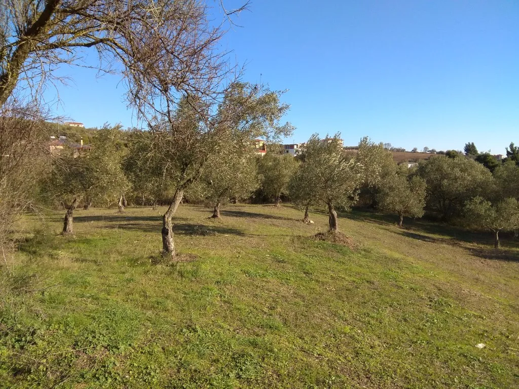 οικόπεδο προς πώληση 4646 τ.μ Σιθωνία Χαλκιδική