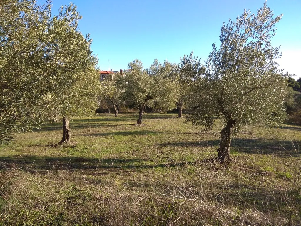 οικόπεδο προς πώληση 4646 τ.μ Σιθωνία Χαλκιδική