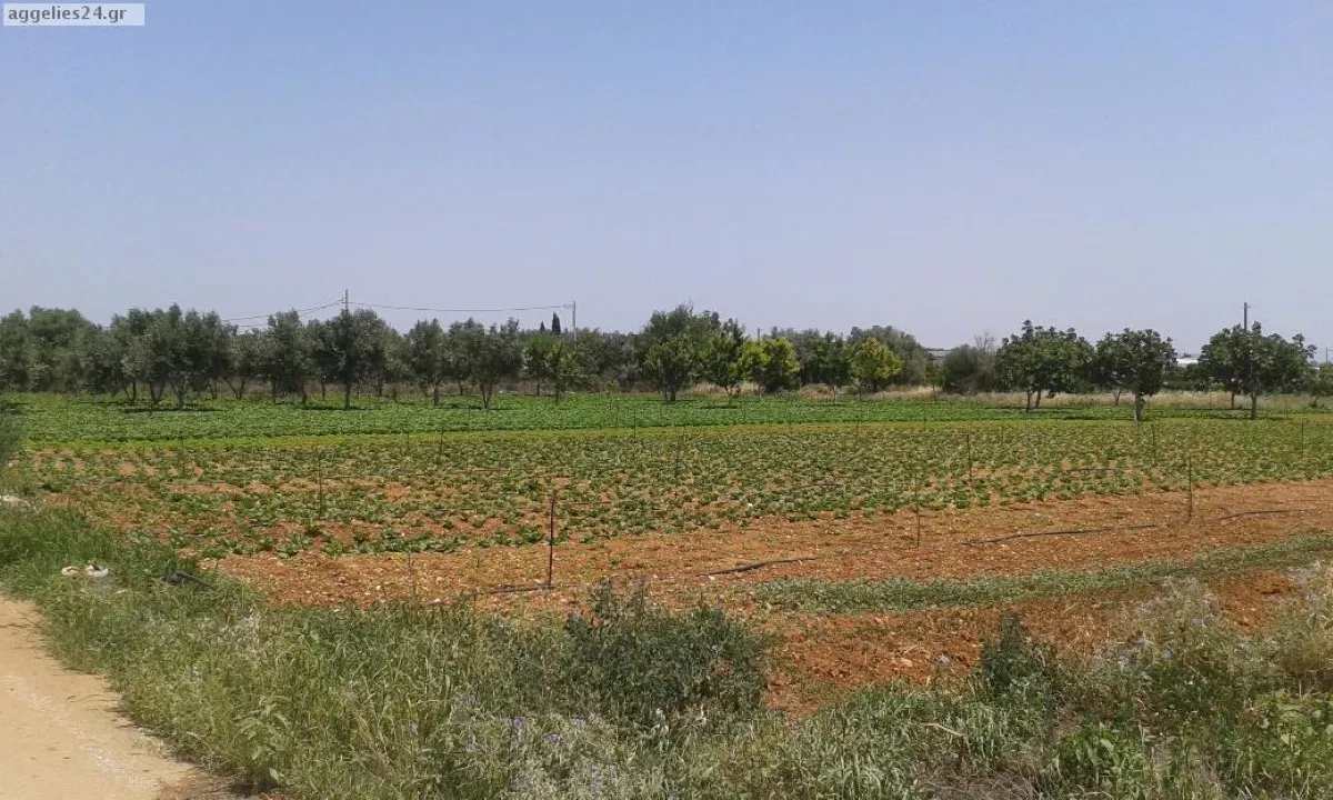 οικόπεδο προς πώληση 6500 τ.μ Κορωπί Ανατολικά Αθήνας