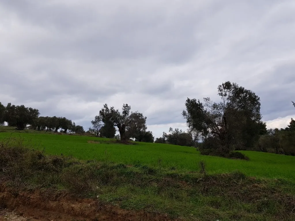 οικόπεδο προς πώληση 4000 τ.μ Κασσάνδρα Χαλκιδική