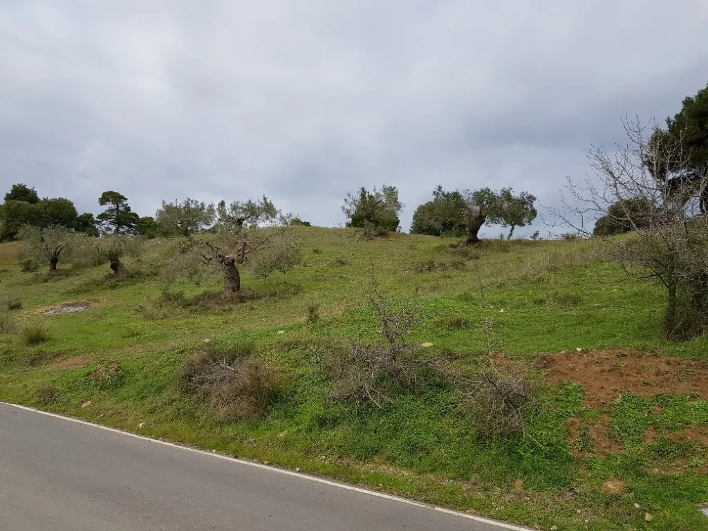 οικόπεδο προς πώληση 6000 τ.μ Κασσάνδρα Χαλκιδική