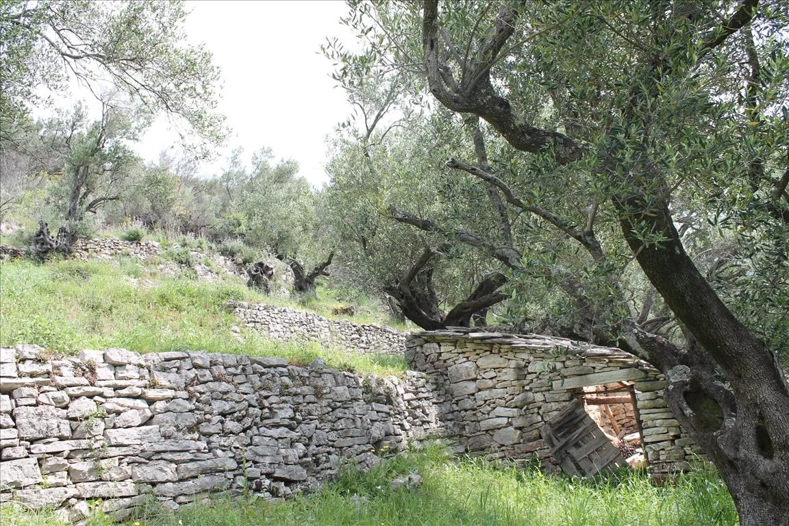 οικόπεδο προς πώληση 8000 τ.μ Κέρκυρα Νομός Κέρκυρας