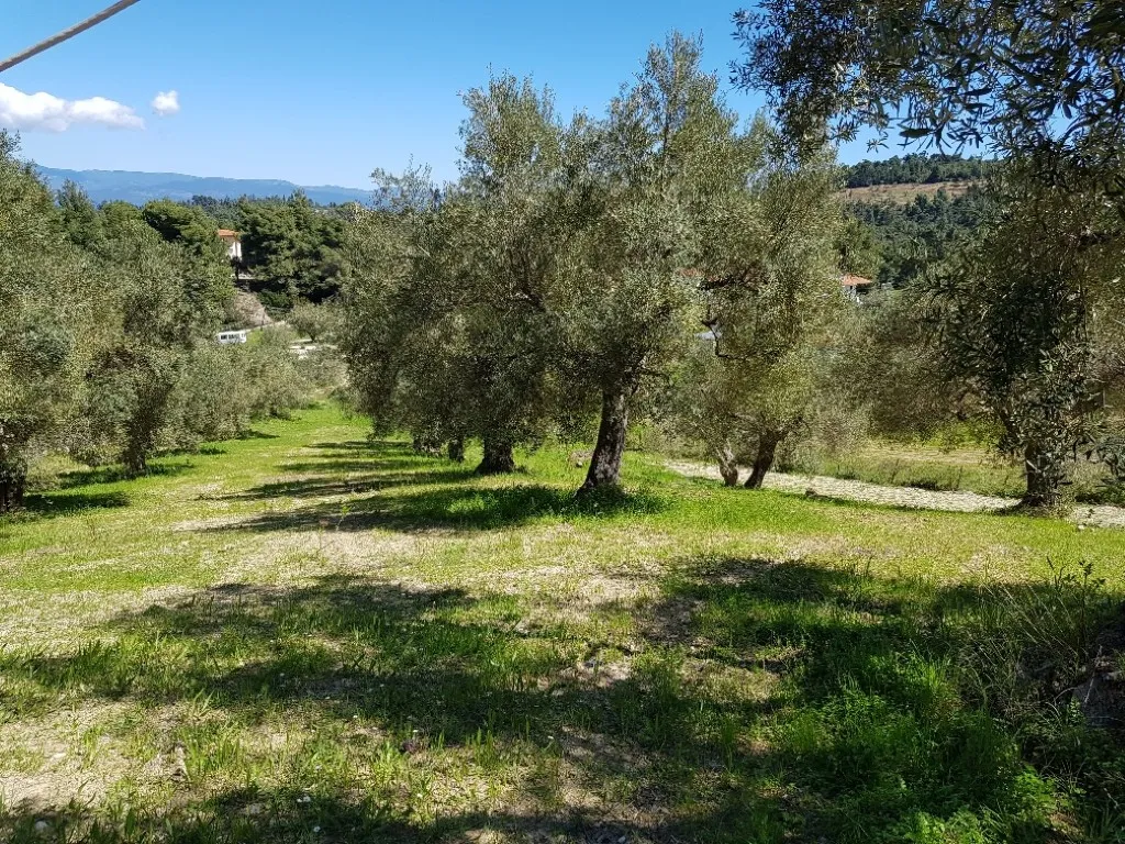 οικόπεδο προς πώληση 2002 τ.μ Κασσάνδρα Χαλκιδική