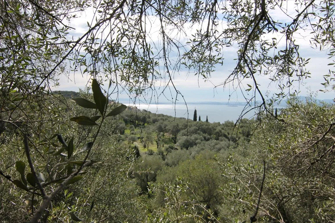 οικόπεδο προς πώληση 9000 τ.μ Κέρκυρα Νομός Κέρκυρας