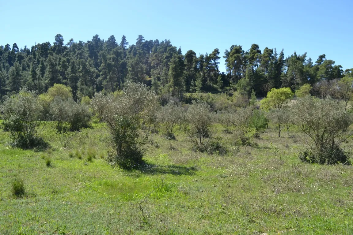 οικόπεδο προς πώληση 8347 τ.μ Κασσάνδρα Χαλκιδική