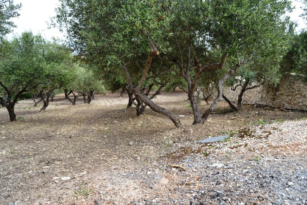 οικόπεδο προς πώληση 3020 τ.μ Αρχάνες Νομός Ηρακλείου